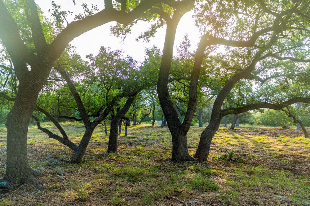 Live oaks in morning light on a Driftwood property