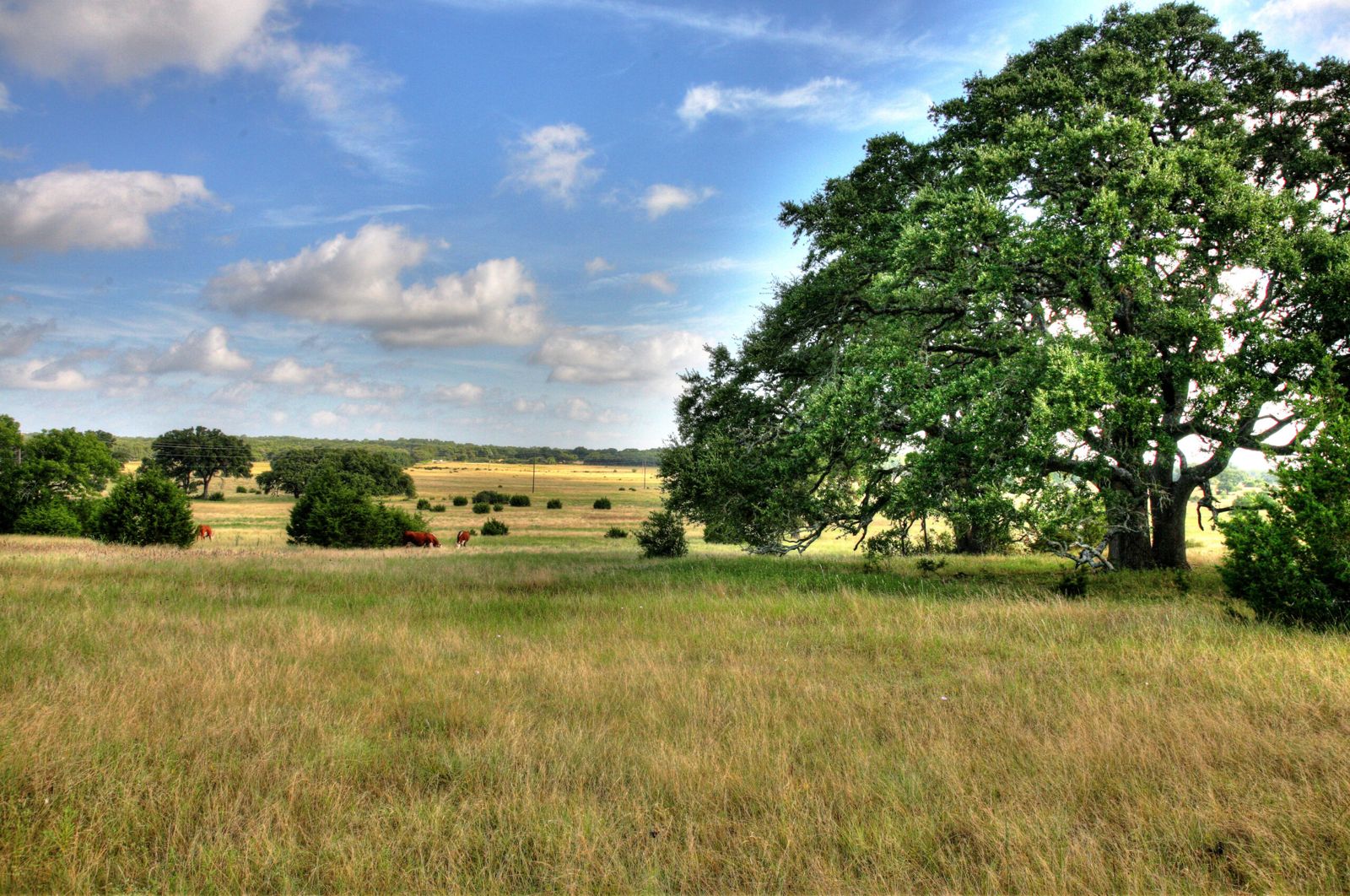 53 Acres on Elder Hill Road, photo 3
