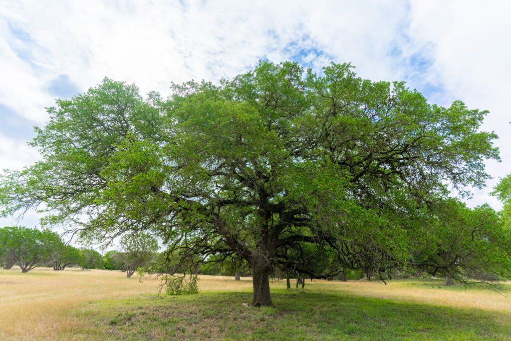 7 Acres at 295 Rolling Oaks Dr., photo 1